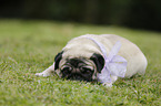 lying pug