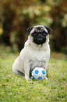 sitting pug