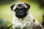 pug portrait