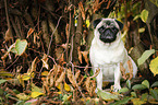 sitting pug