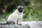 sitting pug