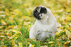 sitting pug