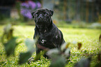 sitting pug