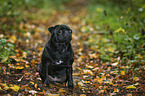 sitting pug