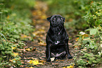 sitting pug