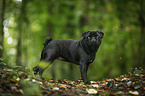 pug in the forest