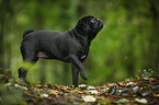 pug in the forest