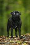 pug in the forest