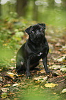 pug in the forest