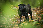 pug in the forest