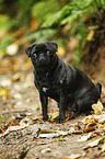 sitting pug