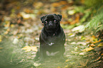 sitting pug