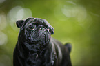 pug portrait