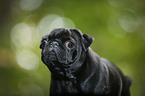 pug portrait