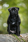 sitting pug