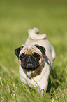 running pug