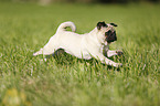 running pug