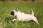 running pug