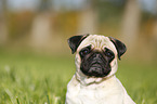 pug portrait