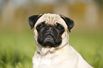 pug portrait