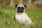 sitting pug