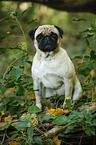 sitting pug