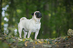 pug in the forest