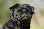 pug portrait