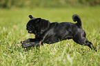 running pug