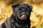 pug portrait