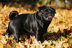 pug