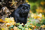 sitting pug