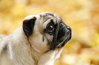 pug portrait