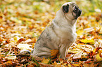 sitting pug