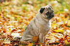 sitting pug