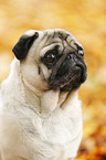 pug portrait