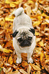 pug in autumn