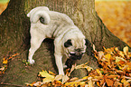 pug urinates