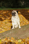 pug in autumn