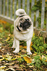 pug in autumn