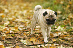 walking pug