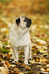 pug in autumn