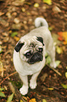 pug in autumn