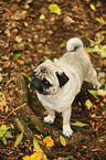 pug in autumn