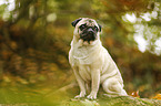 sitting pug