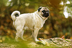 pug in autumn