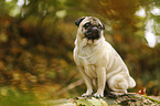 sitting pug