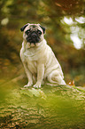 sitting pug