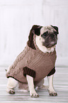 sitting pug