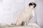 sitting pug